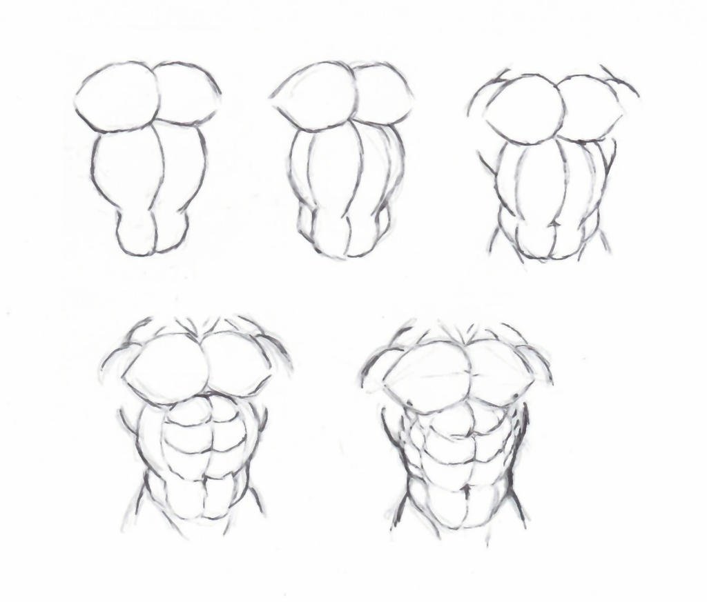 Draw muscle torso by krigg on DeviantArt
