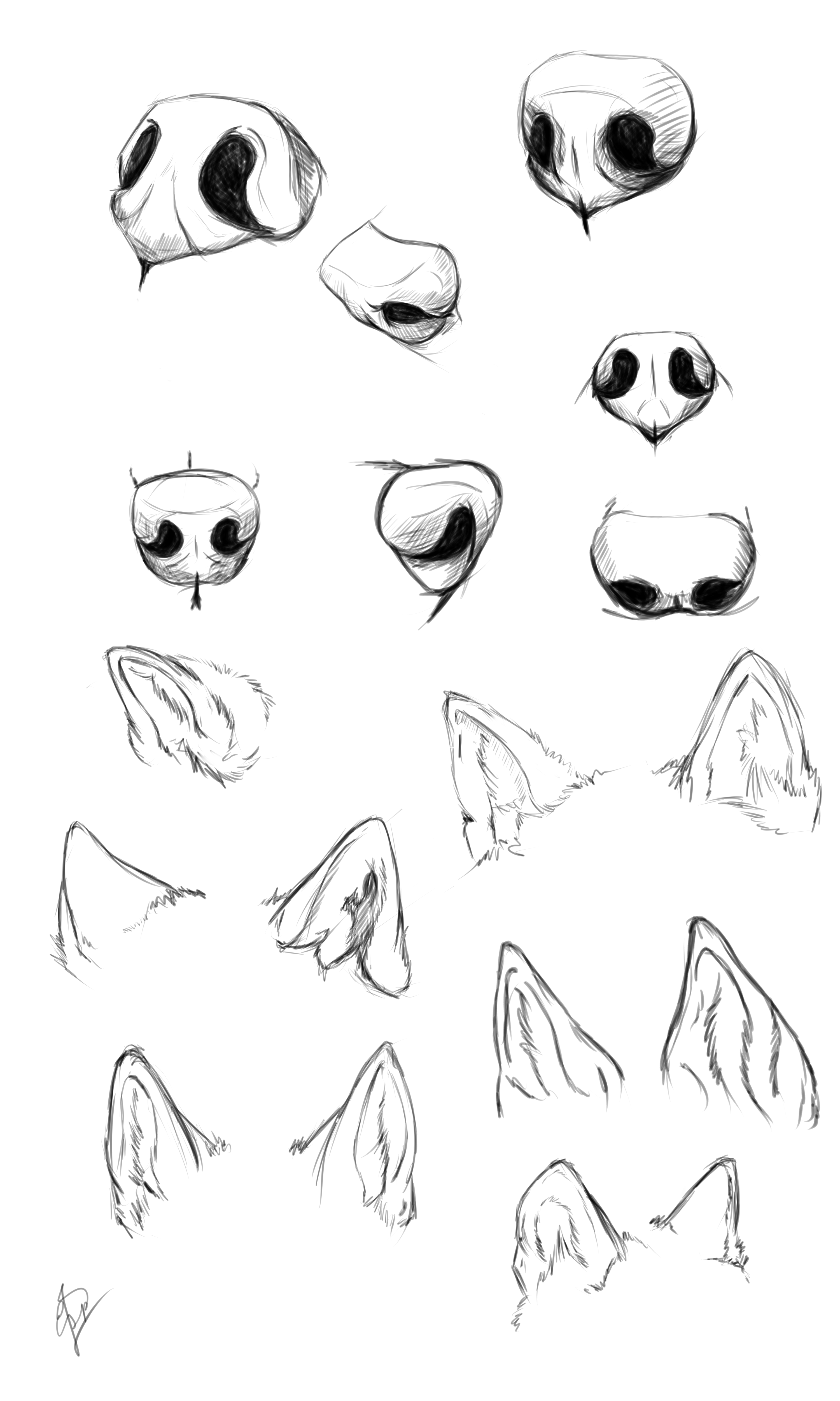 Wolf nose ears study by Esphir